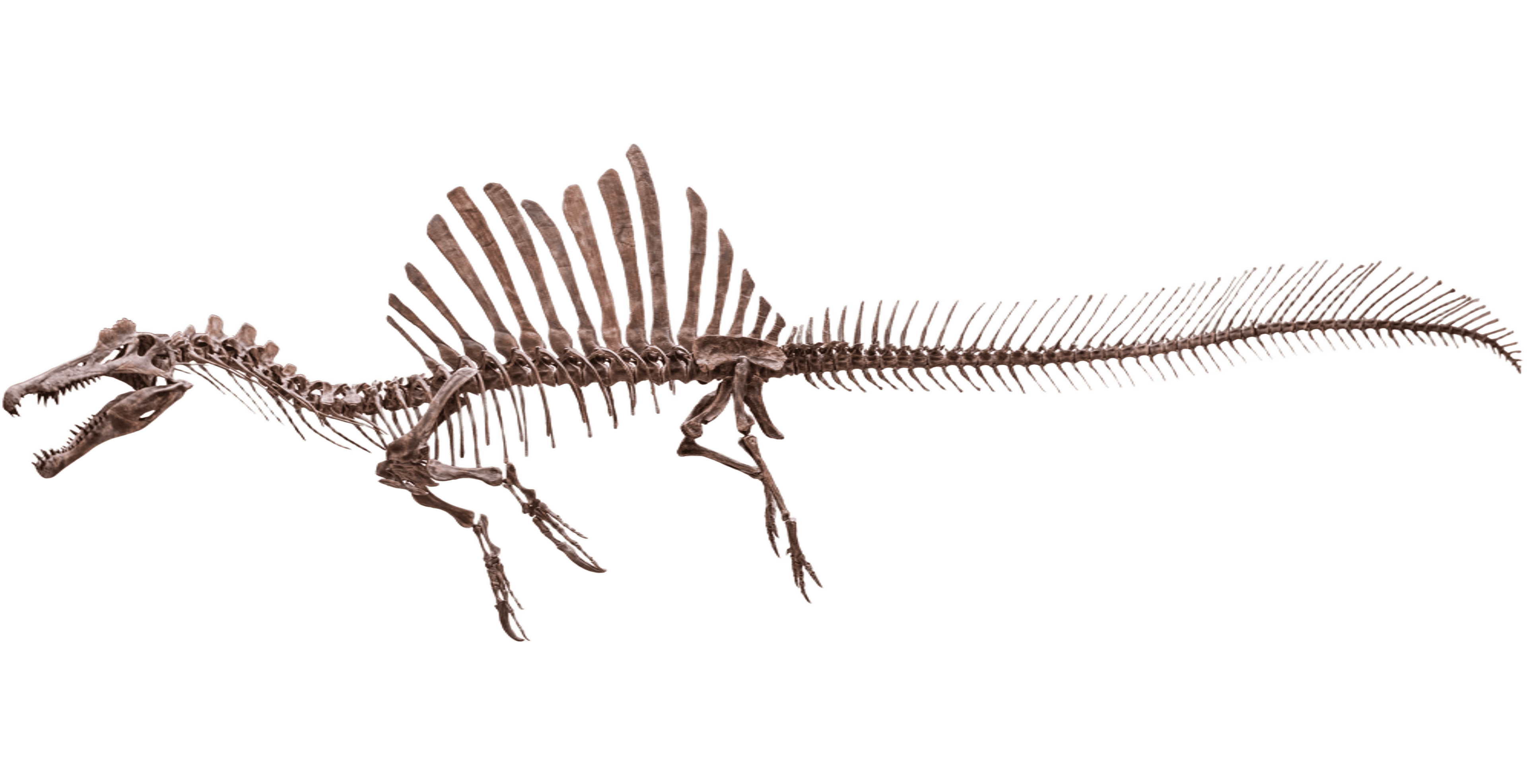 Espinossauro