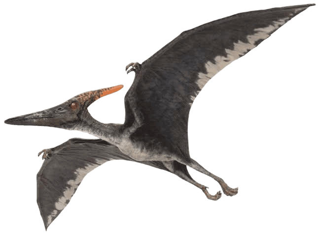 Pteranodonte
