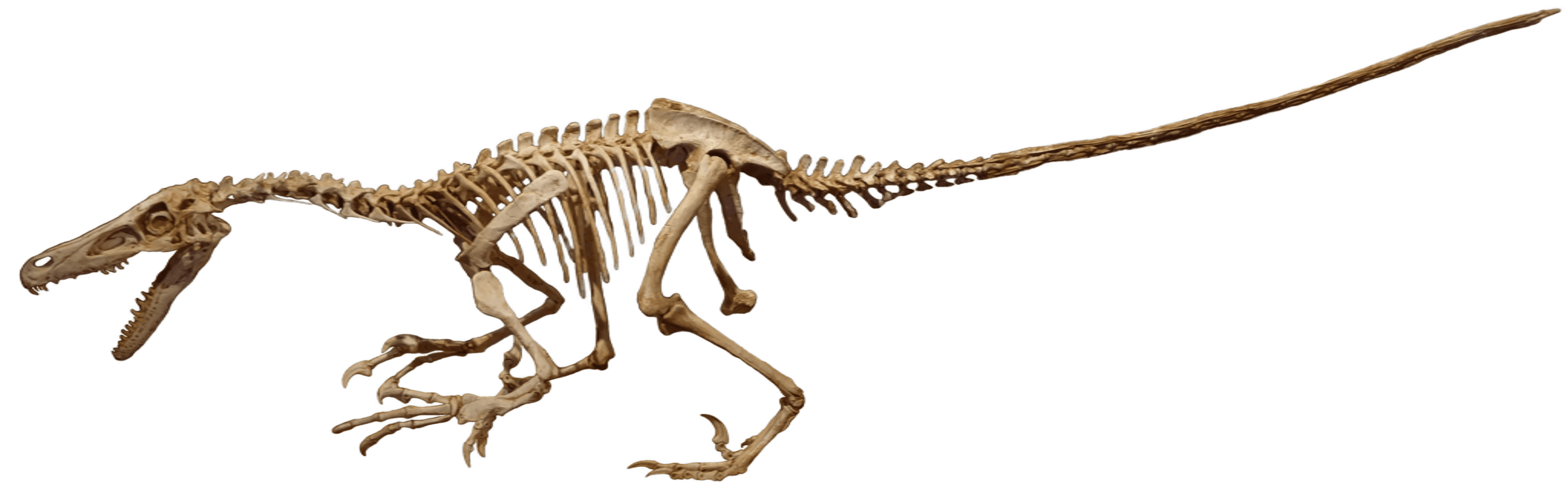 Velociraptor