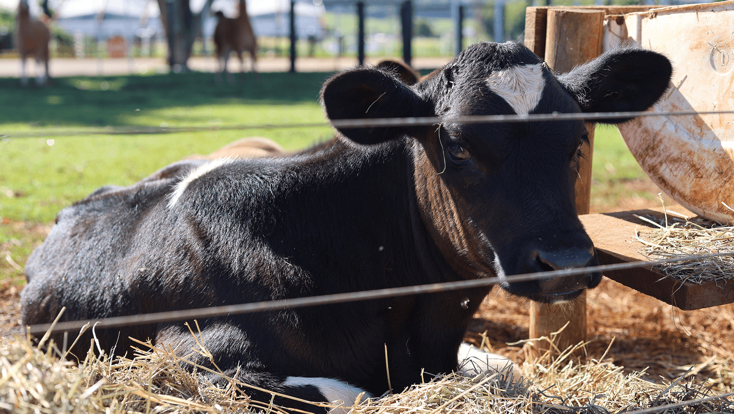 vaca